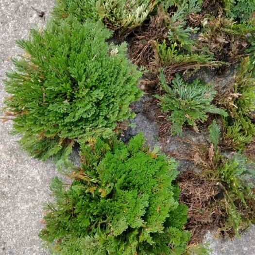 峨边县 卷柏  还魂草
