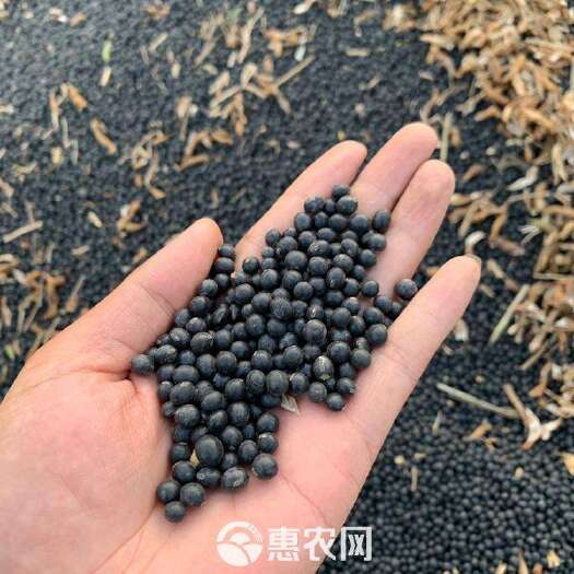 宝清县东北自产黄仁黑豆
