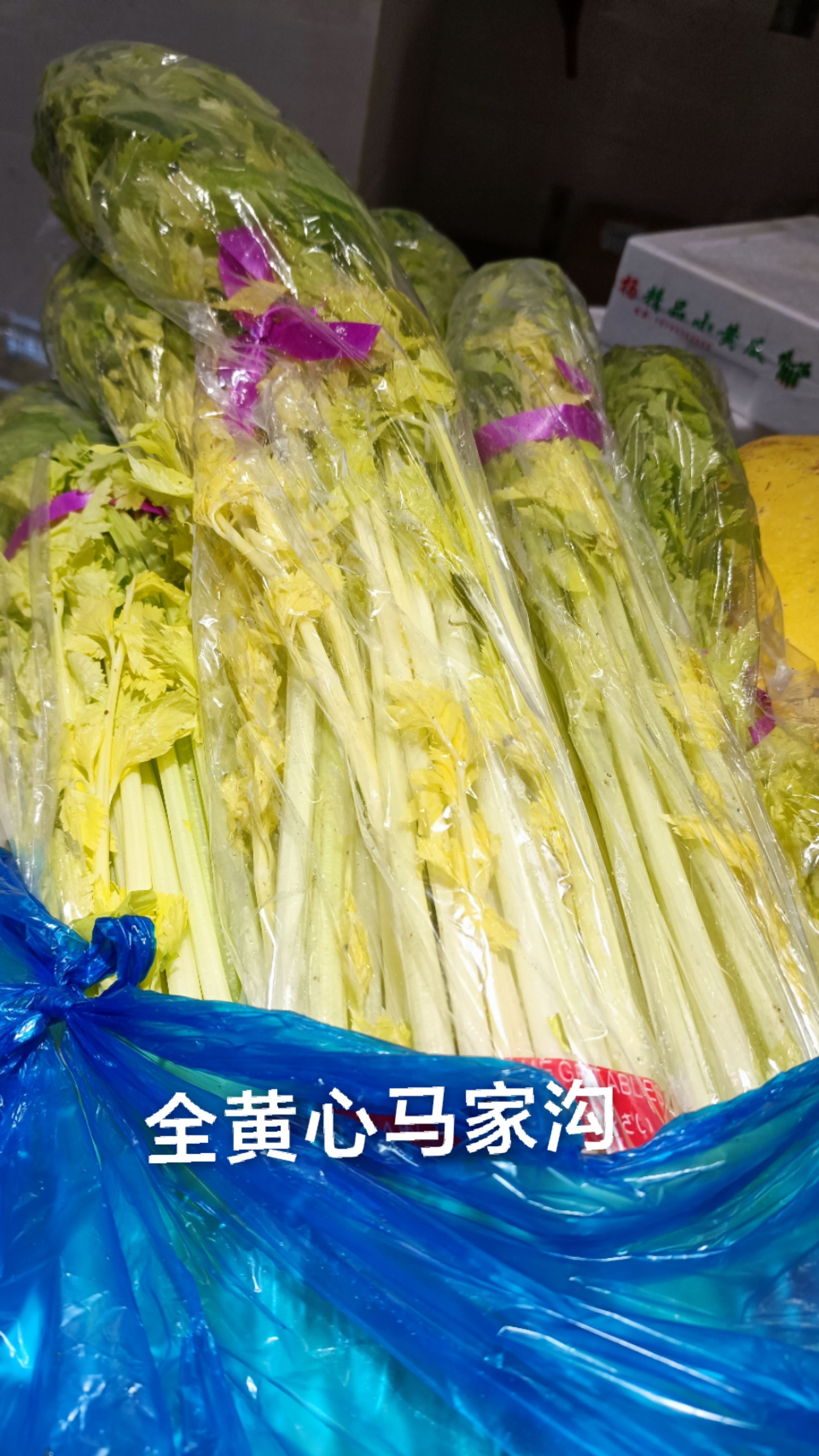 水果芹菜 全黄心马家沟  鲜嫩  水嫩口感好