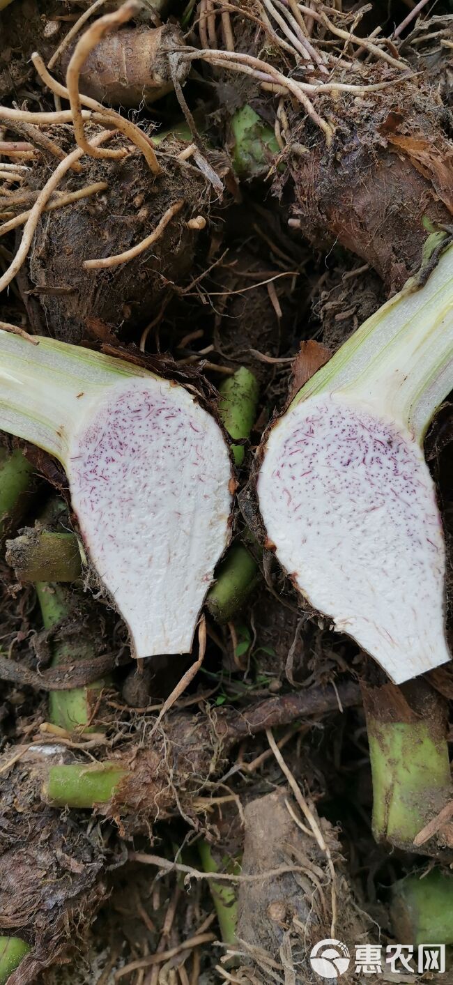 香芋种 荔浦芋头种苗 包粉包糯 提供种植技术指导