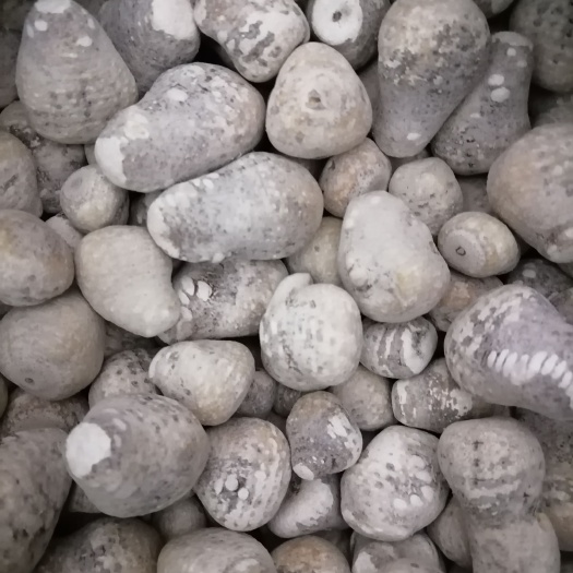 峨眉山市泽泻，干泽泻2022新货，含量足，冬至后採挖的，烘干2次