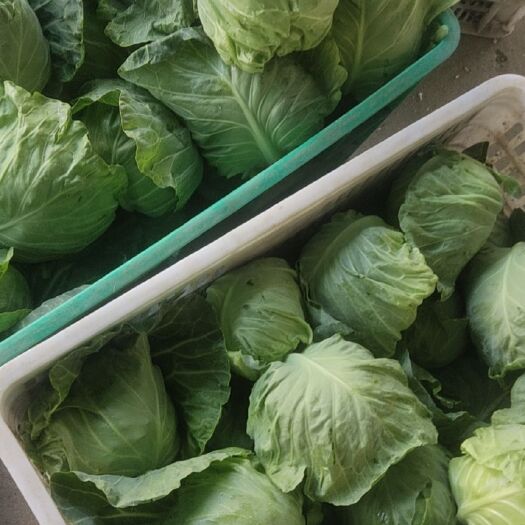 漳州牛心甘蓝 包菜