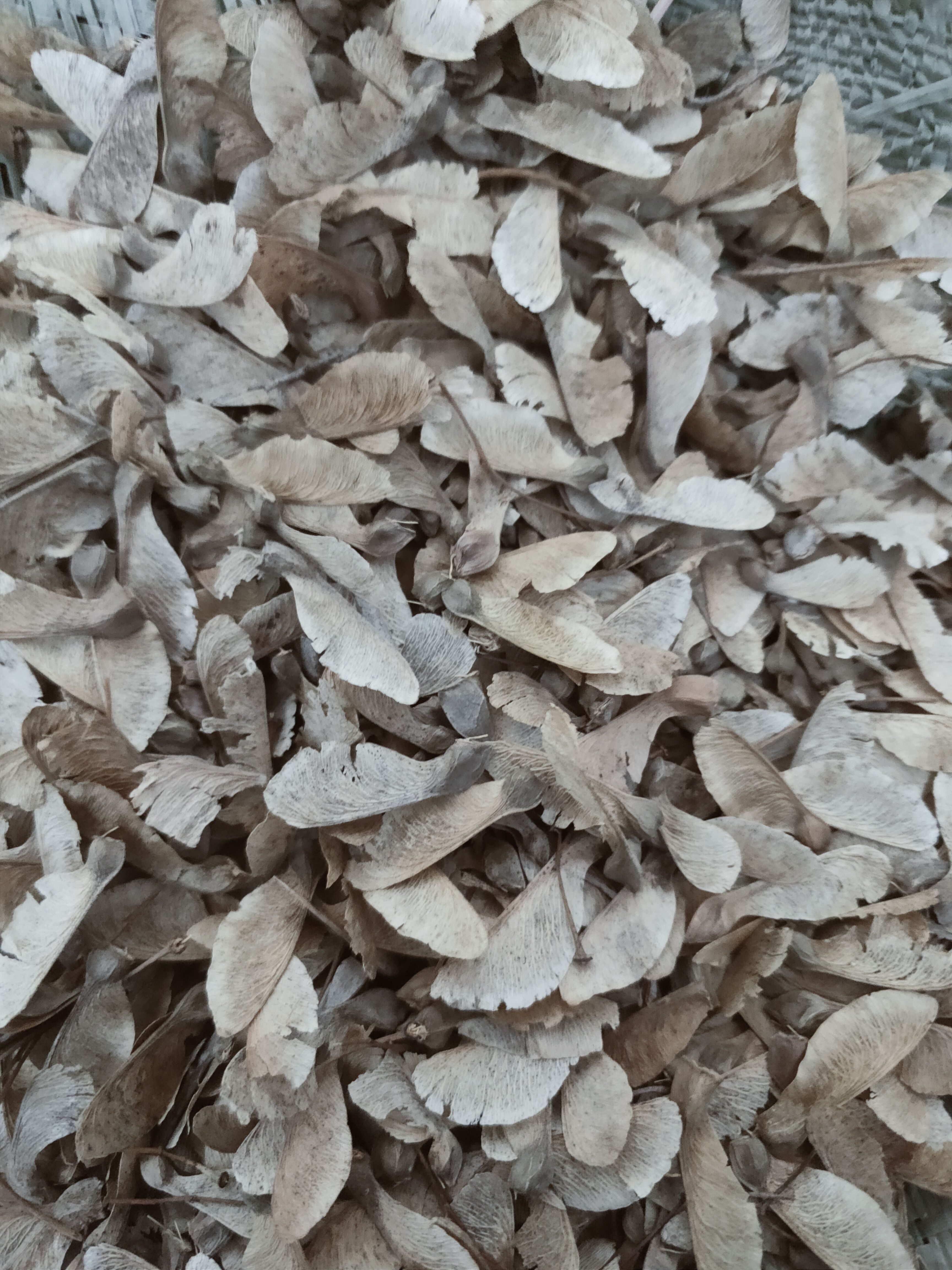 桃树种子   三角风树籽