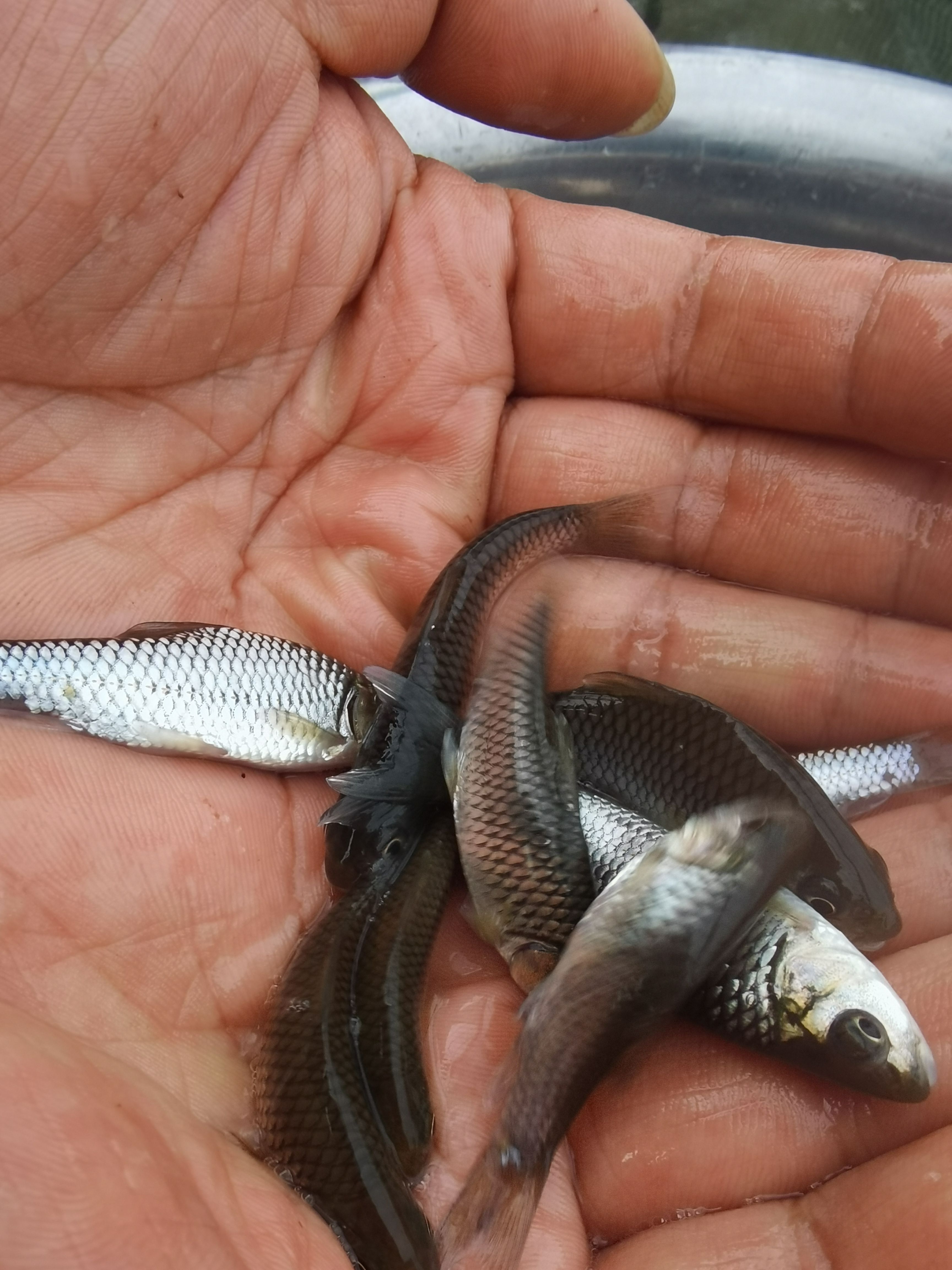 清波鱼鱼苗   青波鱼苗