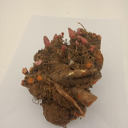 带芽芍药根块芍药花苗花根多年生花卉庭院盆栽四季种植耐寒植