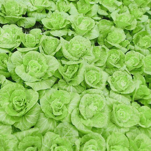 怀远县 快菜，