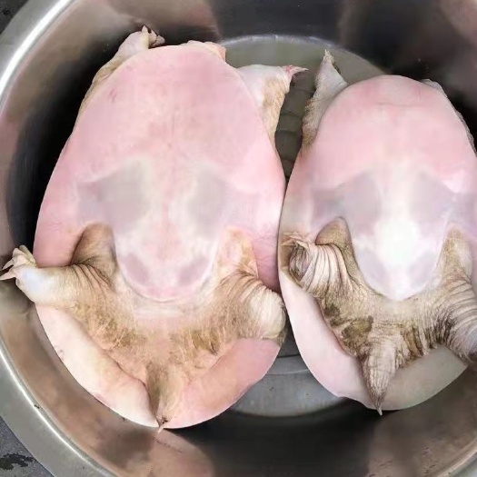高州市珍珠鳖 老甲鱼