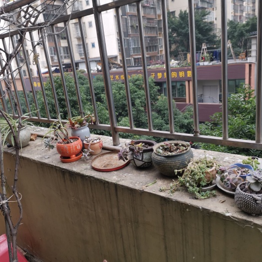 邛崃市多肉组合 多肉、水果