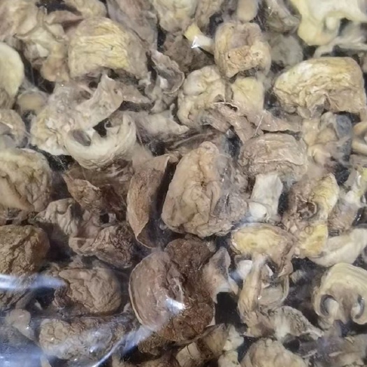 天祝县高原野蘑菇  干蘑菇  海拔2800米自然生长野蘑菇