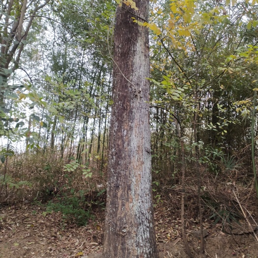 祁东县小叶樟 大樟树苗 老樟树直径78
