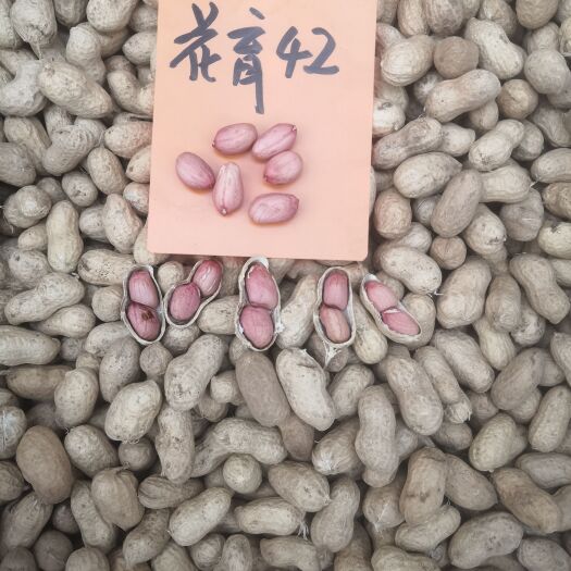 莱西市花育花生 山东省花生研究选育的小花生品种