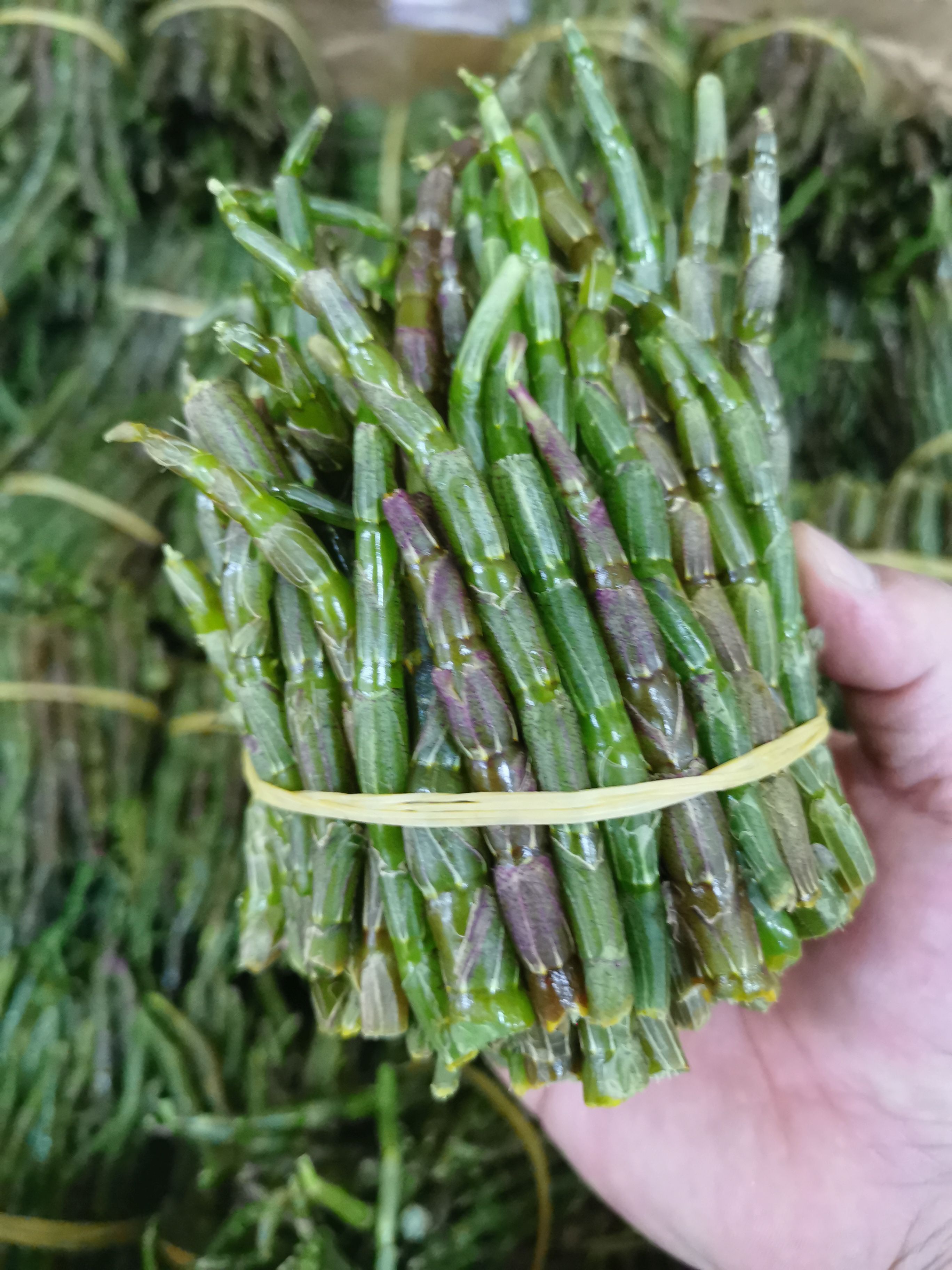 云南铁皮石斛鲜条，嫩条，新鲜采摘，500g/件