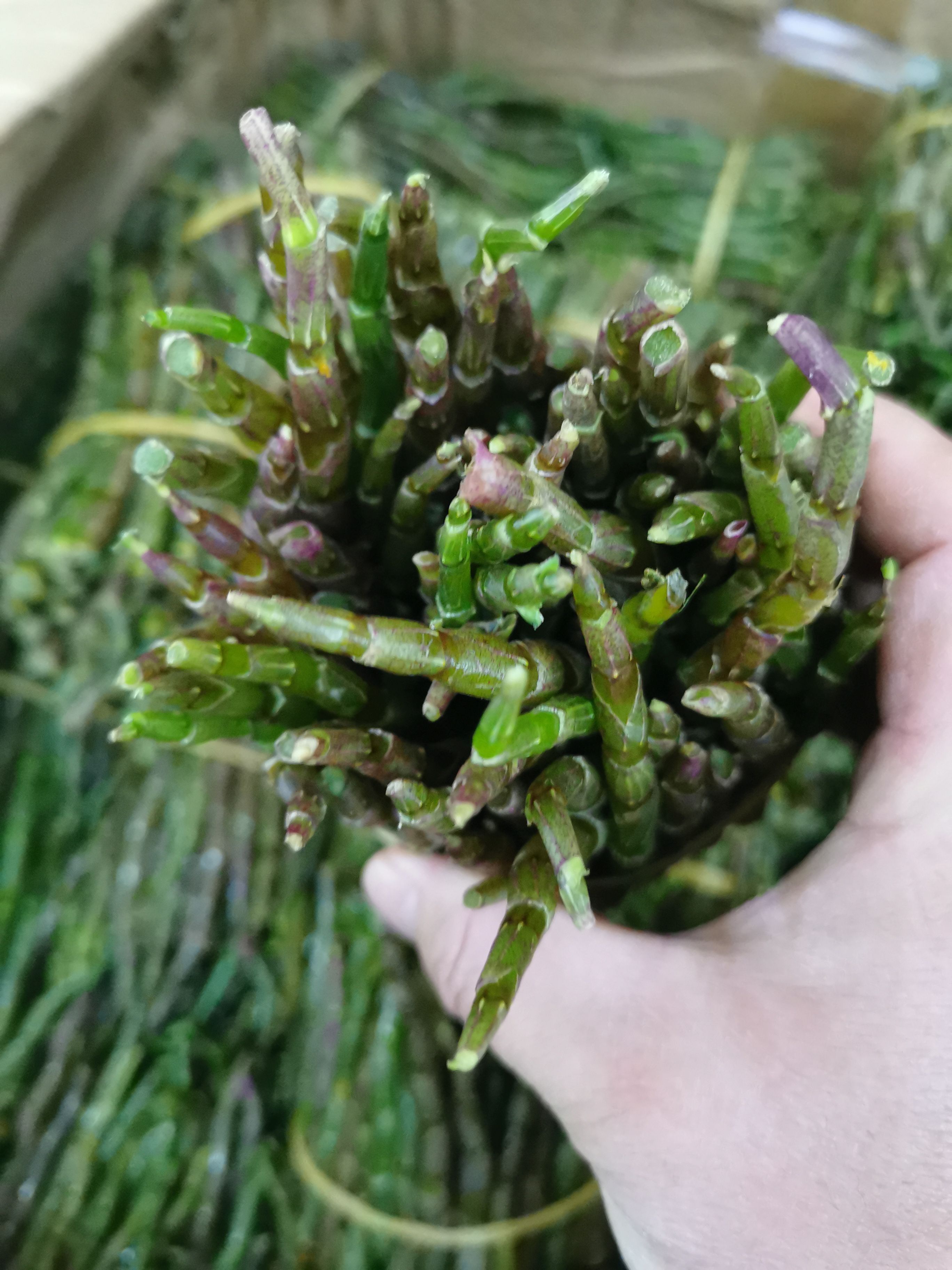 云南铁皮石斛鲜条，嫩条，新鲜采摘，500g/件