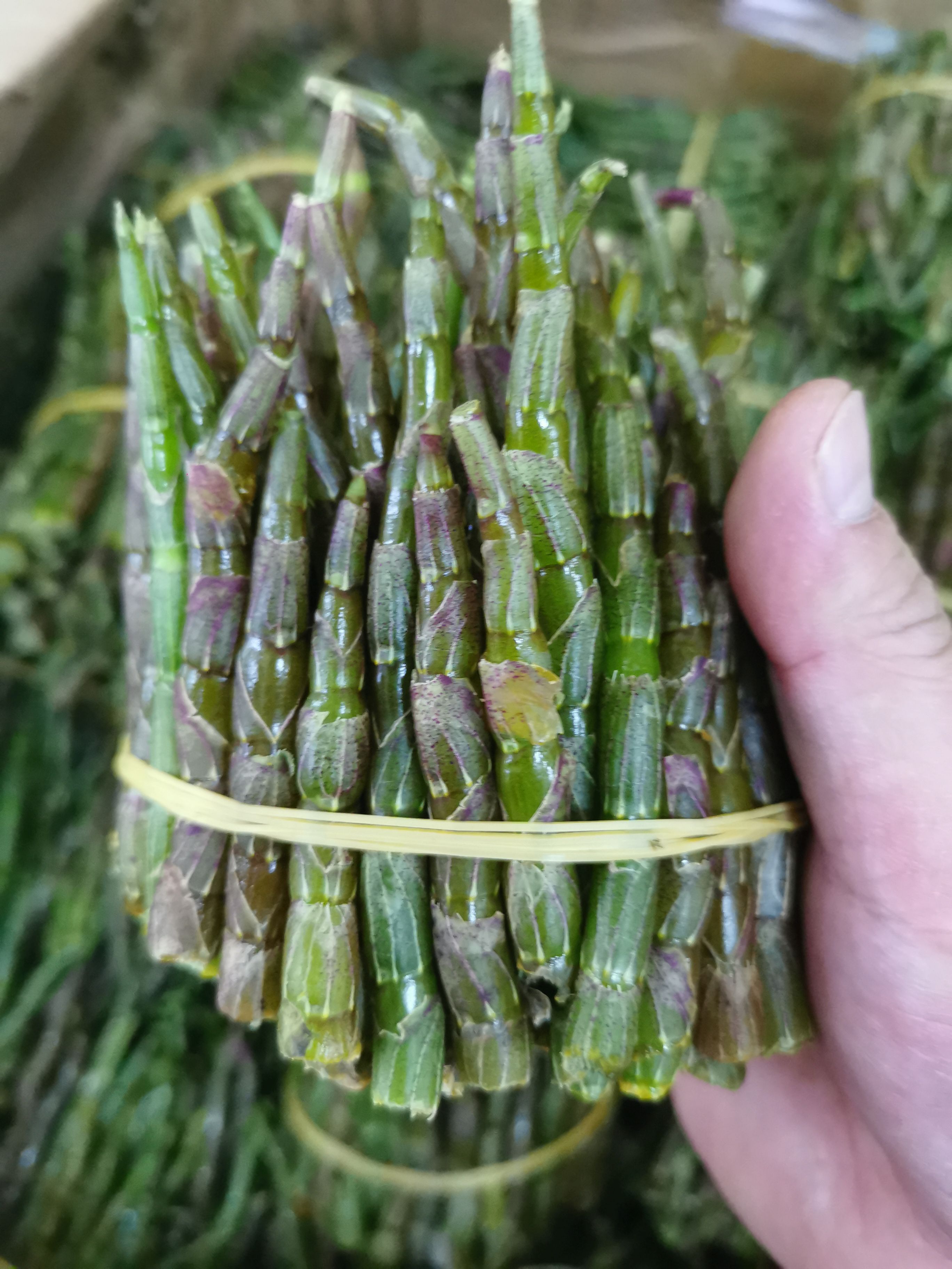 云南铁皮石斛鲜条，嫩条，新鲜采摘，500g/件