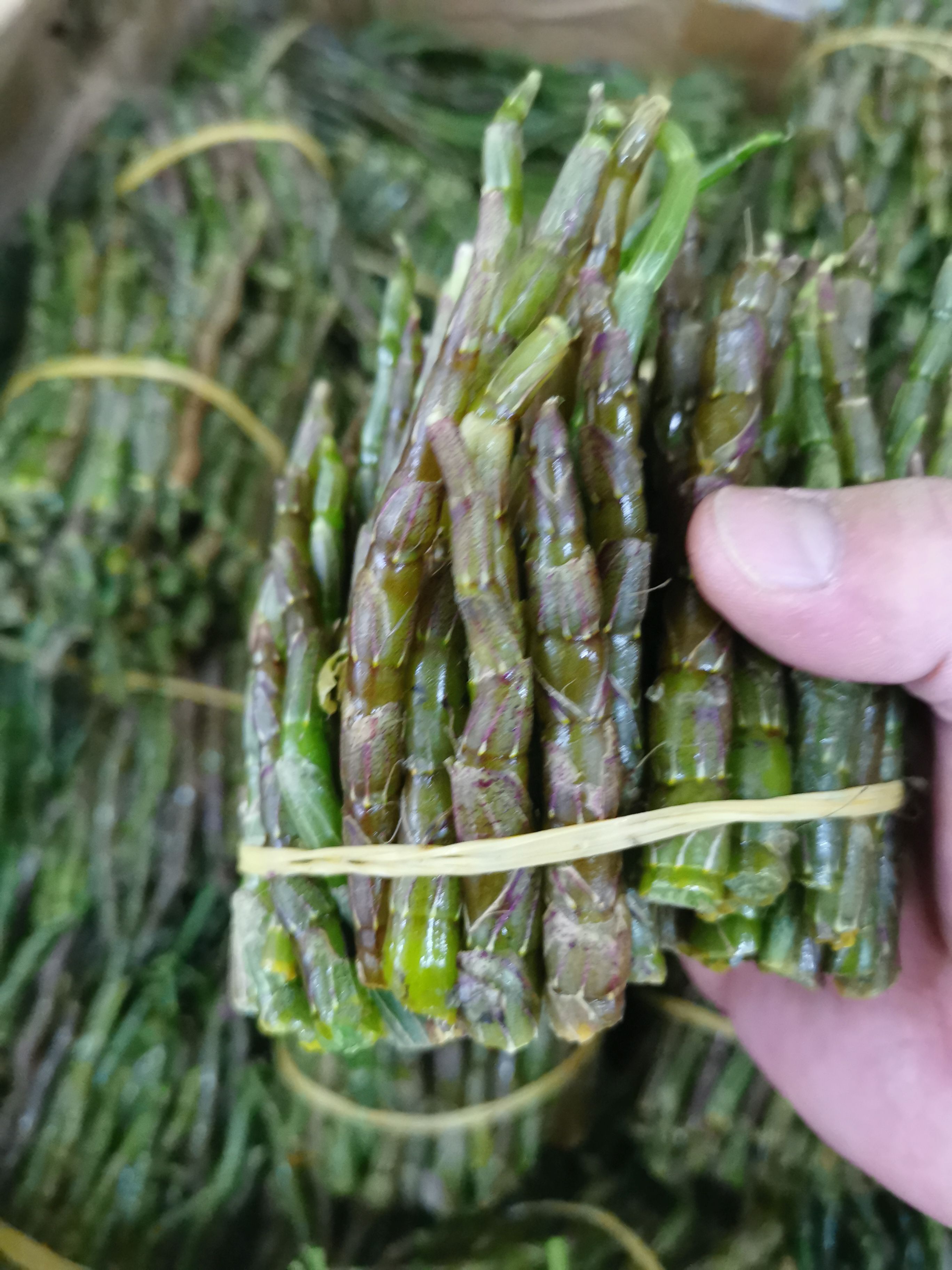云南铁皮石斛鲜条，嫩条，新鲜采摘，500g/件