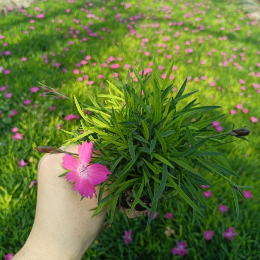 青州市 欧石竹花苗青州花卉基地 草坪绿化庭院装饰 花期长可全面开花