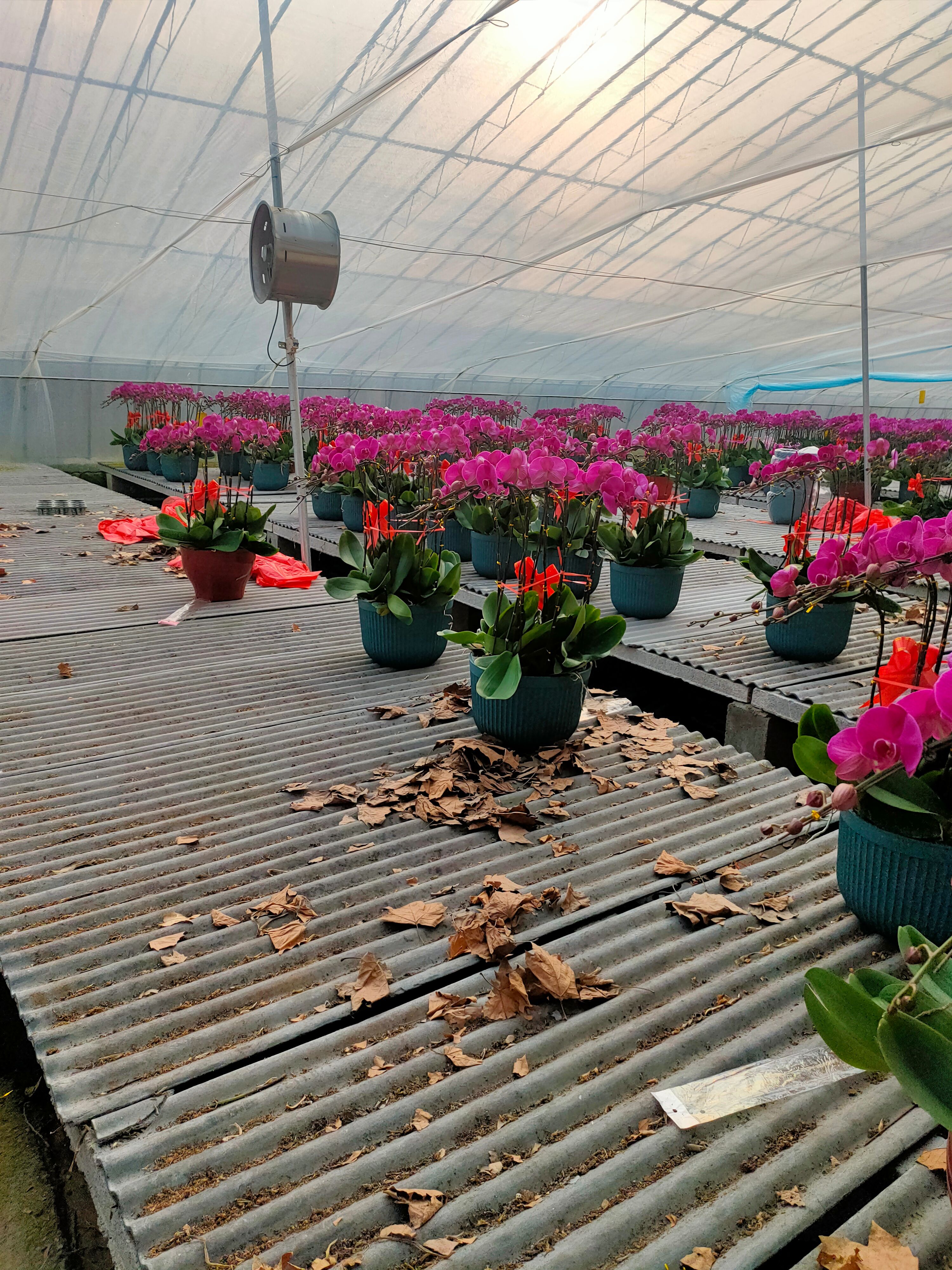  蝴蝶兰种植基地，多色蝴蝶兰，组盆蝴蝶兰，山东青州蝴蝶兰供应