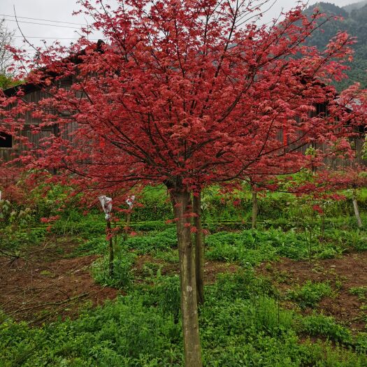 全州县 日本红枫，红枫槭树红舞姬