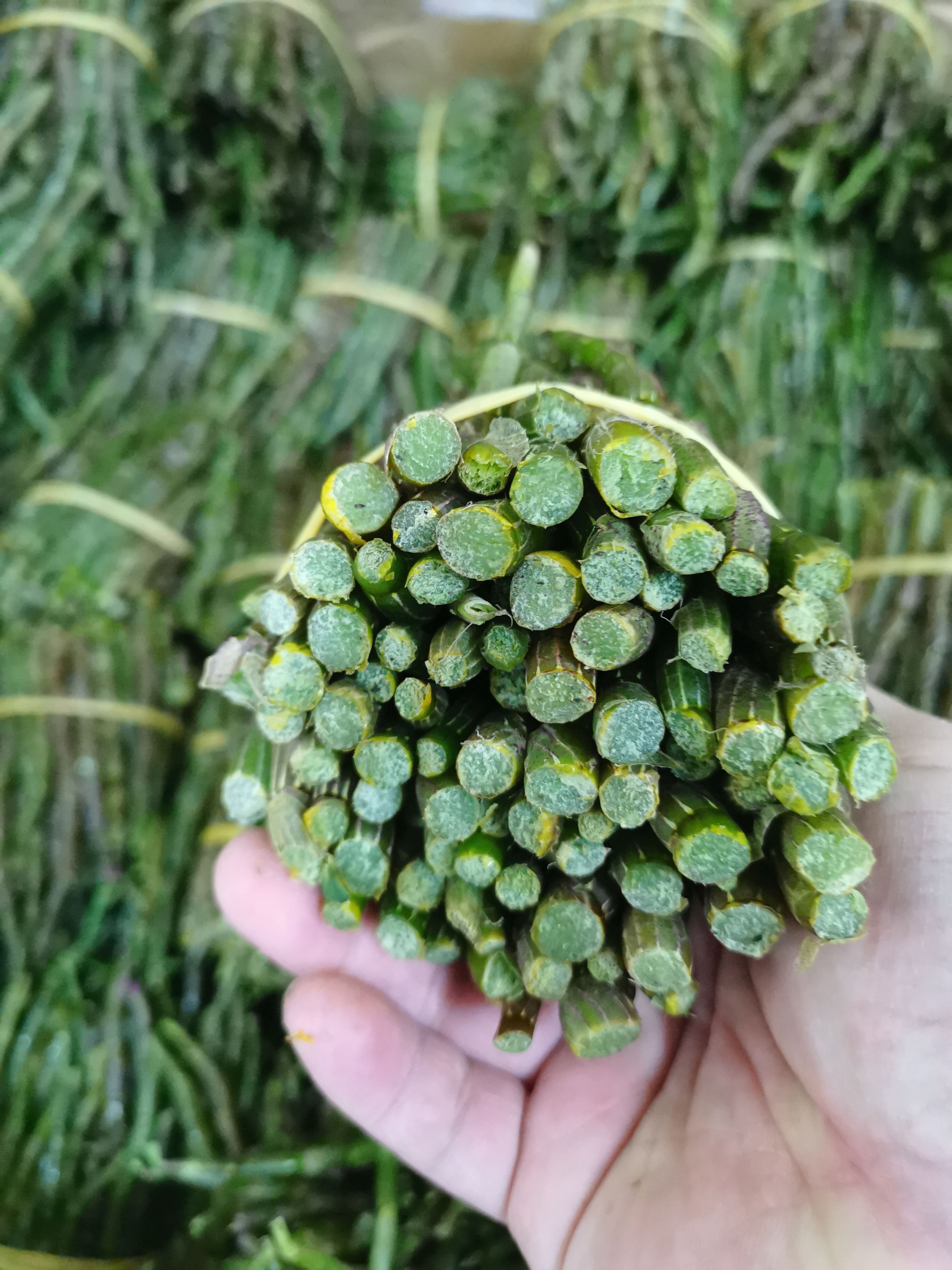 云南铁皮石斛鲜条，嫩条，新鲜采摘，500g/件