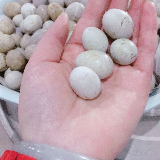 曹县芦丁鸡种蛋每周50000枚，国产三色随机发货