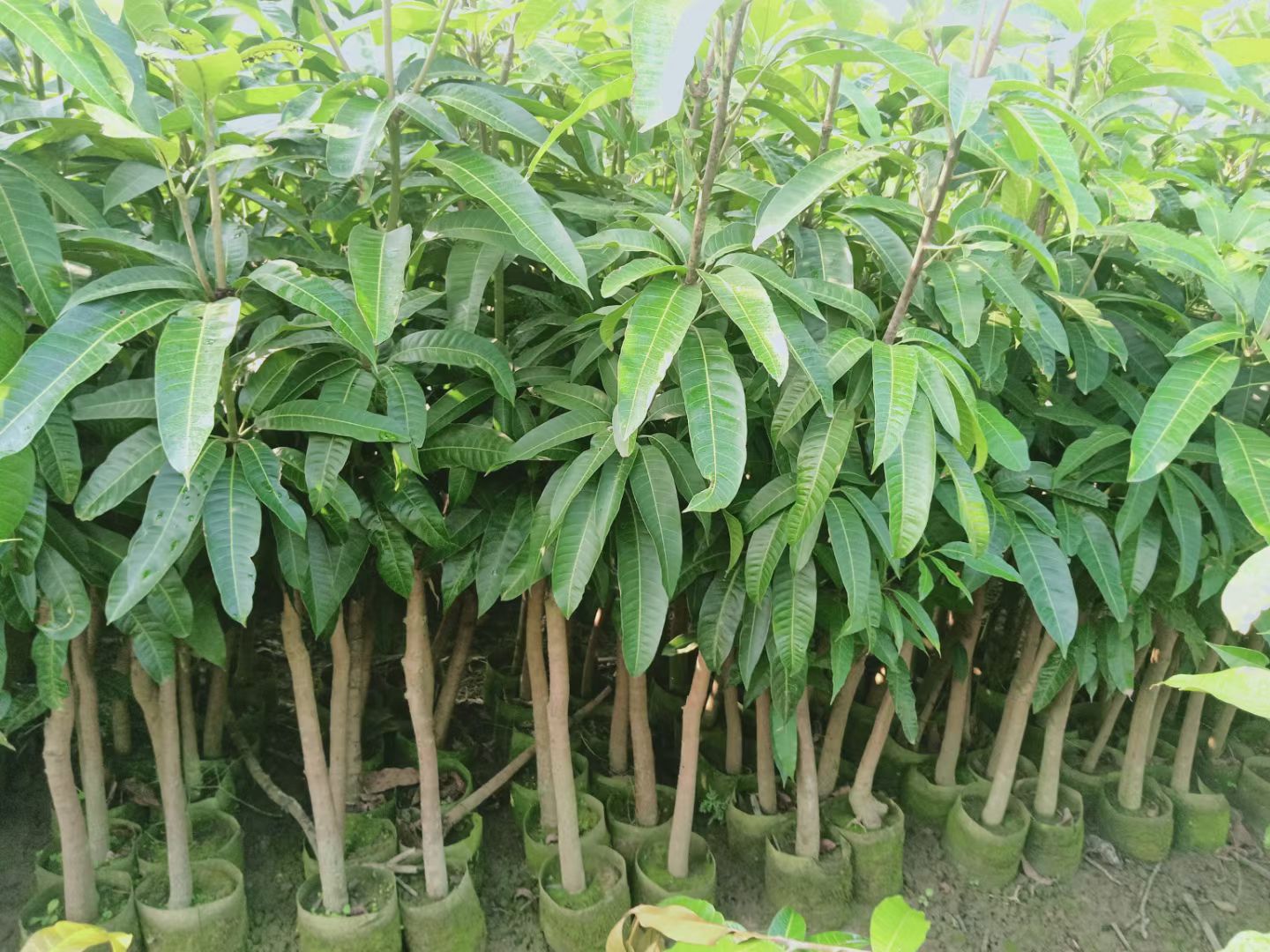 红贵妃芒果苗
