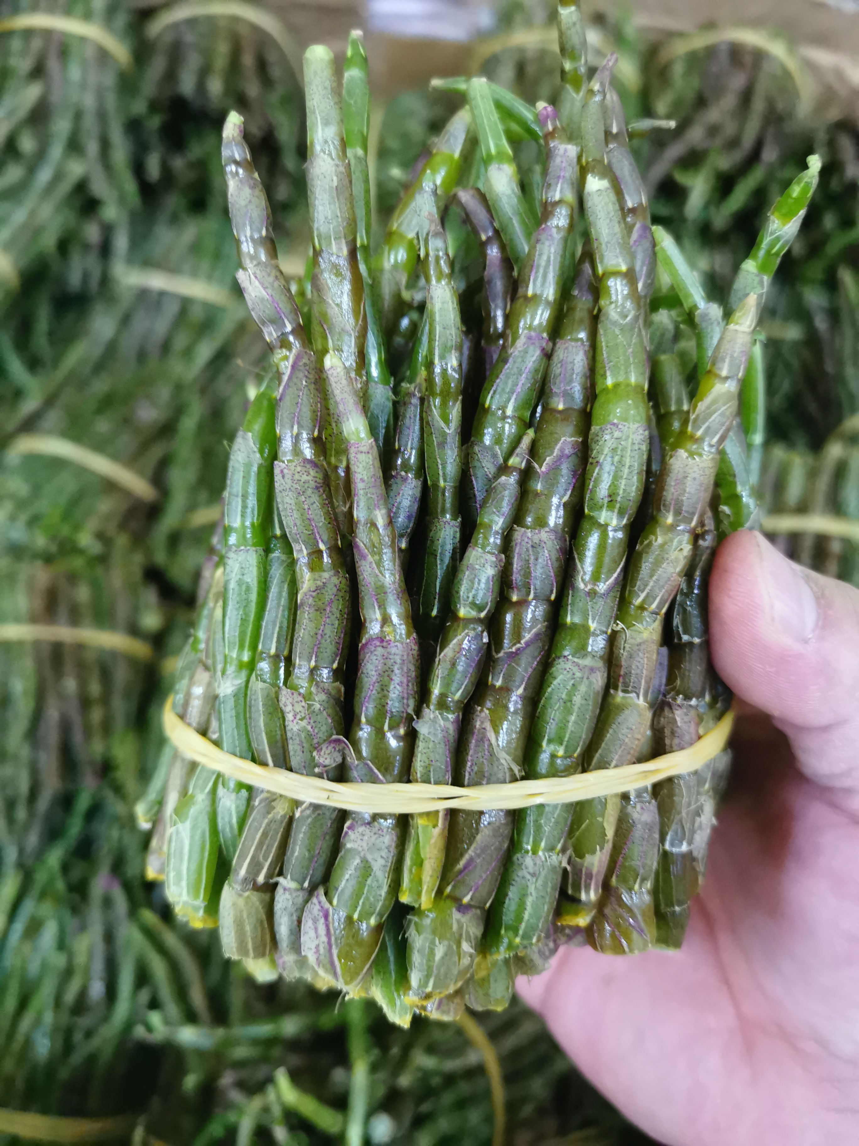 云南铁皮石斛鲜条，嫩条，新鲜采摘，500g/件