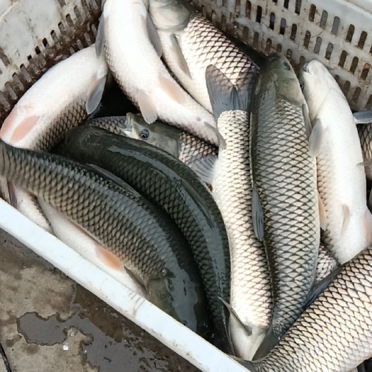 湘阴县 草鱼