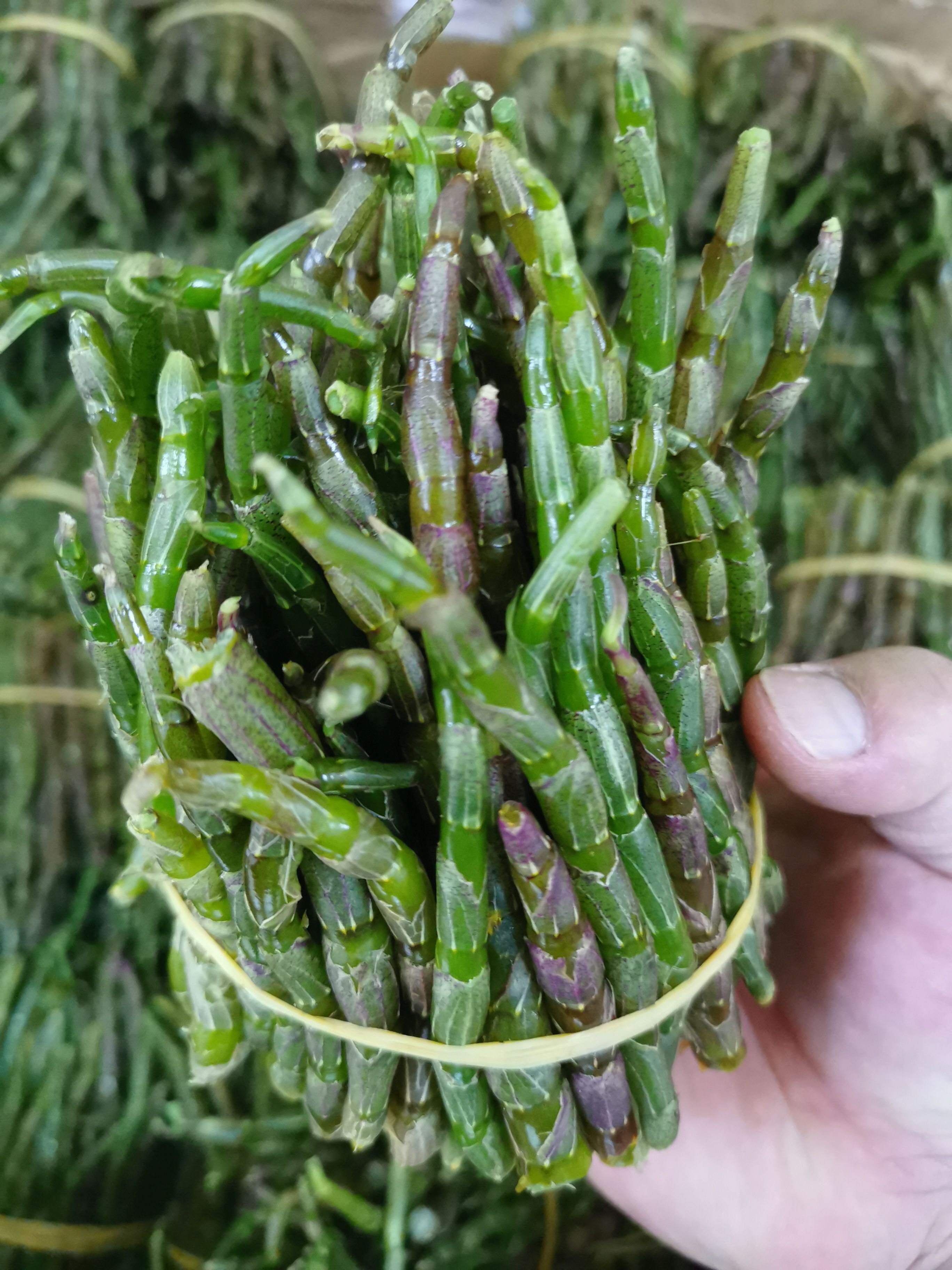 云南铁皮石斛鲜条，嫩条，新鲜采摘，500g/件