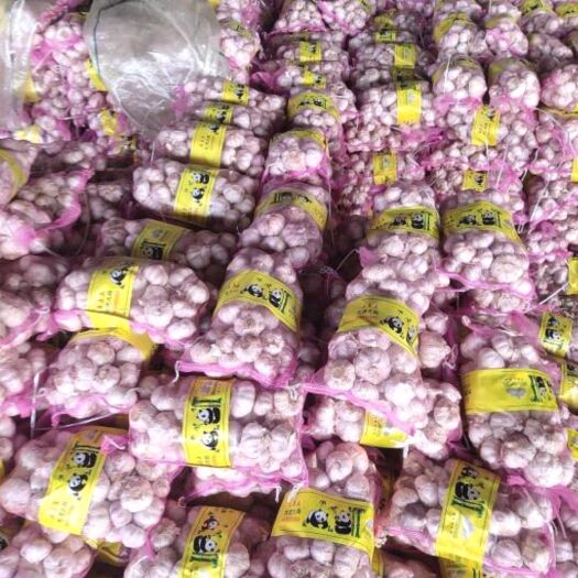 金乡县金乡大蒜，优质大蒜，紫皮蒜，代办全国，欢迎全国客户前来合
