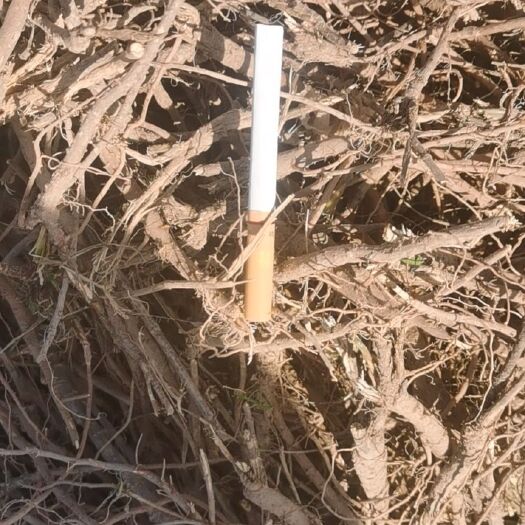 闻喜县 北柴胡  人工打头  头余1-2厘米，2.5年  硬切片