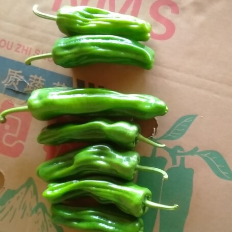 徐闻县黄皮辣椒 精品辣椒
