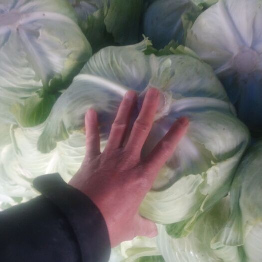 扶绥县包菜 广西壮族自治区崇左市扶绥县 2.5~3.0斤