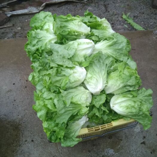 平乐县青油麦 油麦菜，深菜批发，