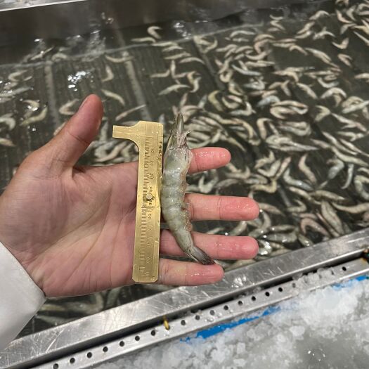 东山县南美白大对虾 单冻虾 规格齐全 可代加工 欢迎下单订购