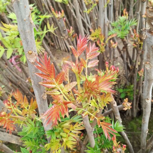 渭南红油香椿 陕西渭南大棚香椿