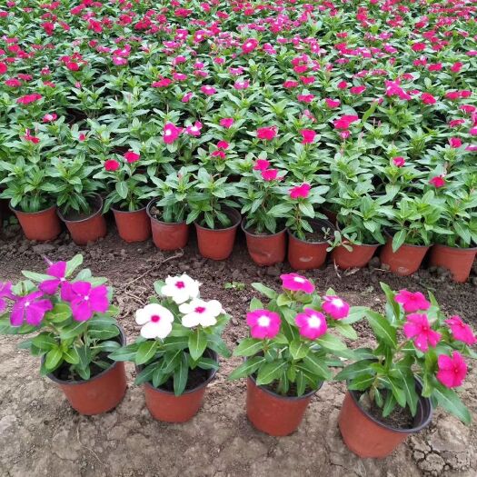 青州市长春花  天天开  时令草花  基地直供  欢迎选购