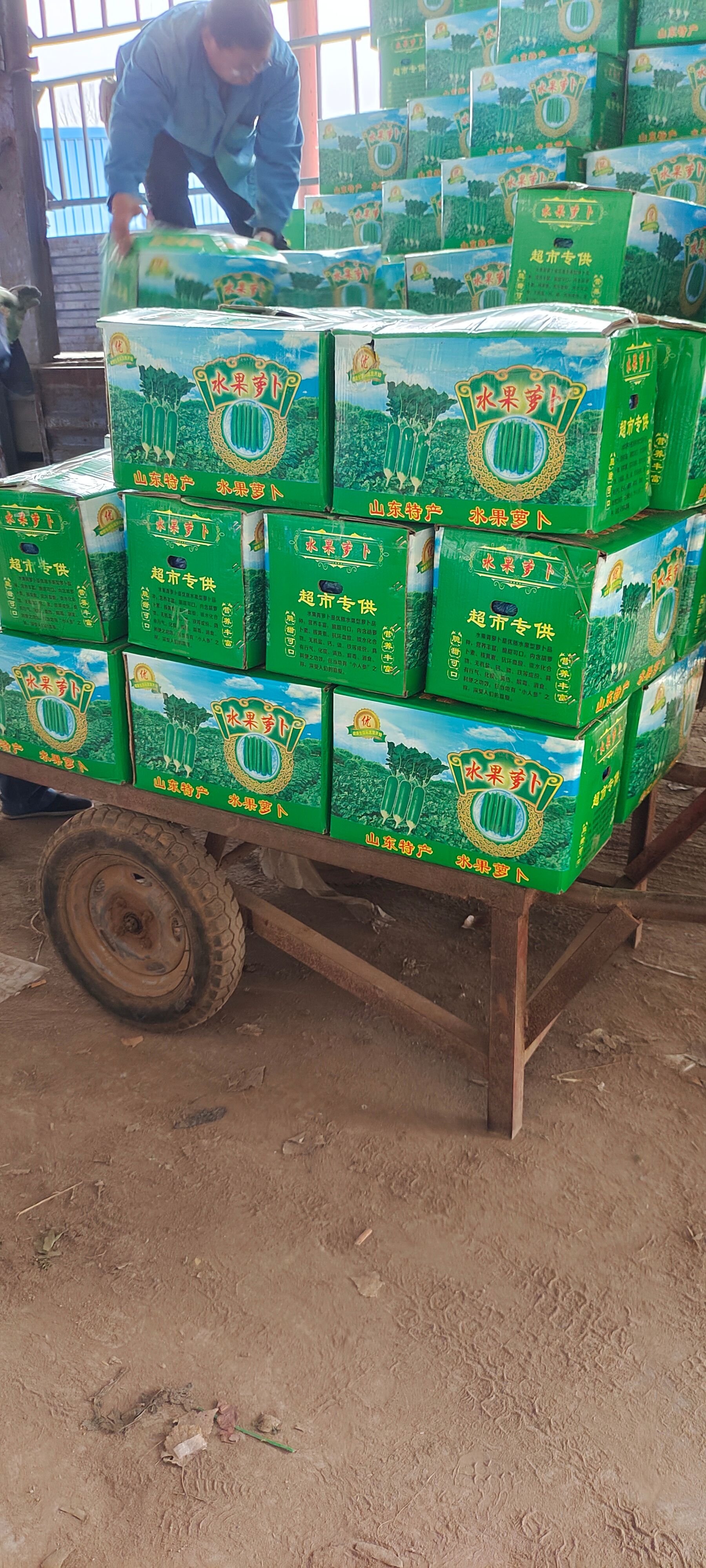 青萝卜  水果萝卜山东肥城青皮绿萝卜大量供应中