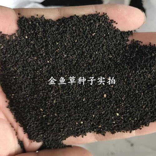  金鱼草种子 四季易种花卉阳台庭院种植 盆栽室内花草植物花籽