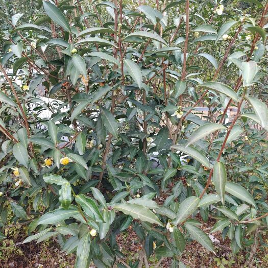 寿宁县奇兰茶 梅占