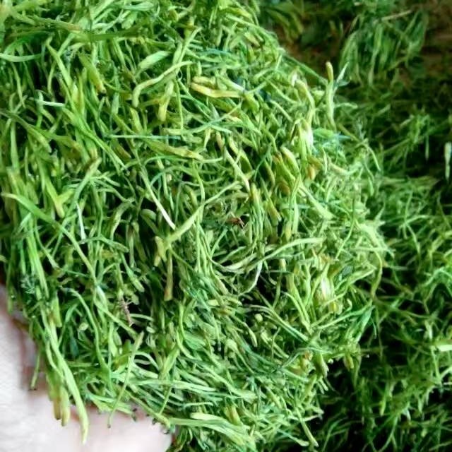 湘蕾一号金银花苗  湘蕾一号苗 第二代金银花王嫁接种苗