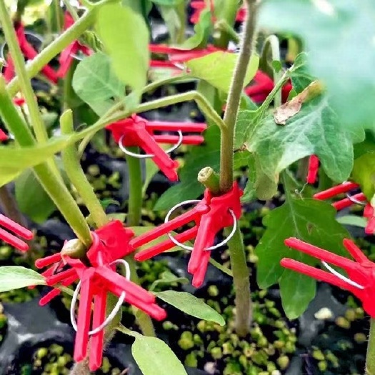 无棣县嫁接夹育苗嫁接夹瓜果蔬菜花卉苗木圆口平口嫁接小夹子