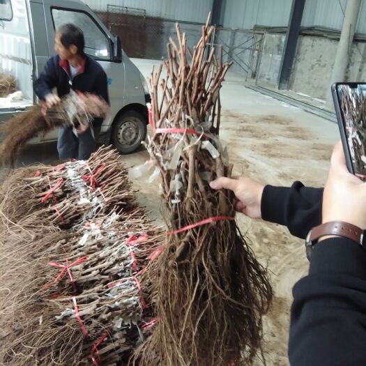 泰安葡萄苗，阳光玫瑰葡萄苗
