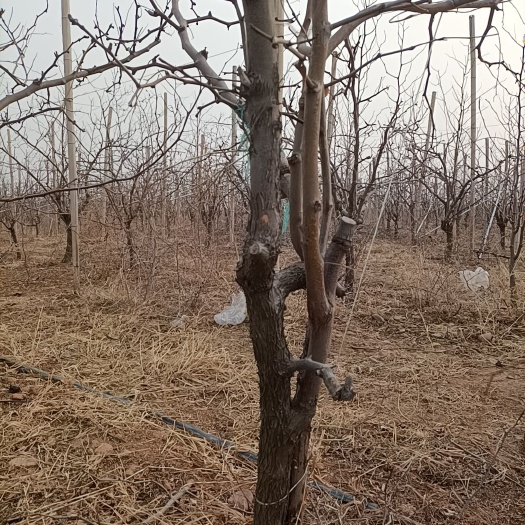 郏县 处理站地7年冬枣树苗，