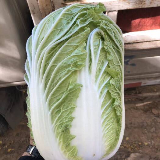 襄樊青杂三号白菜 颗大菜甜。