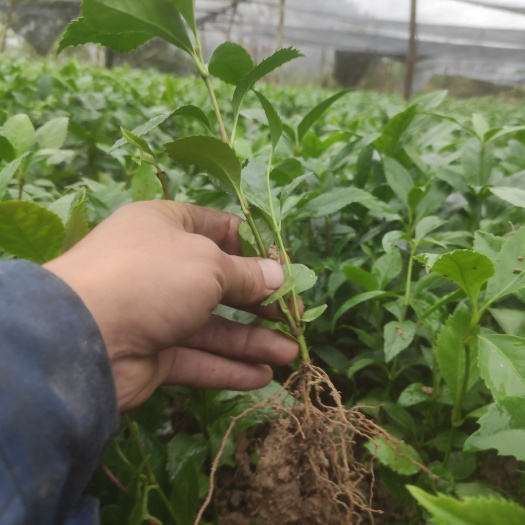榕江县100万草珊瑚苗、节骨茶秧苗出售