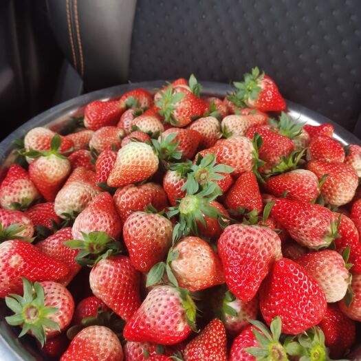 成都红颜草莓 巧克力牛奶草莓，大量现货有实力的来。盘装盒装版装。