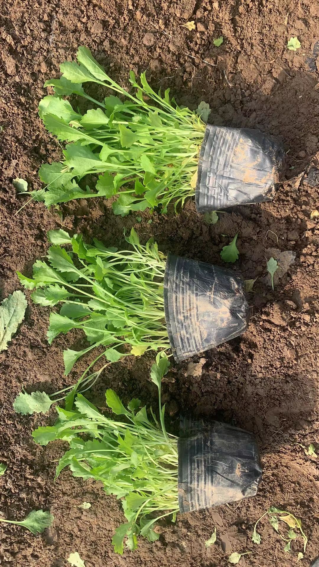 大滨菊  大斌菊  基地直供  货源充足   欢迎选购