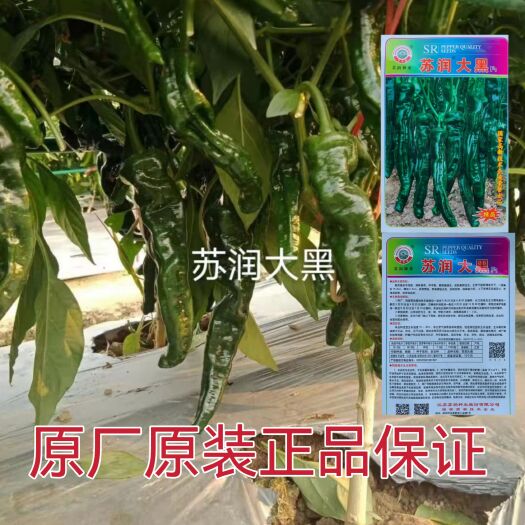 沭阳县苏润大黑辣椒种子皱皮椒羊角椒辣味香浓皮薄质脆抗病高产四季种