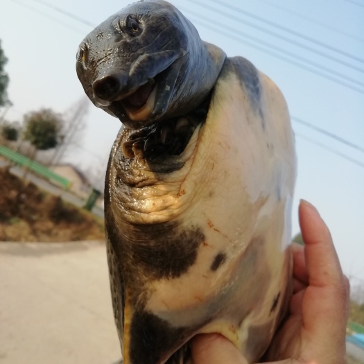 潜江市甲鱼，外塘货