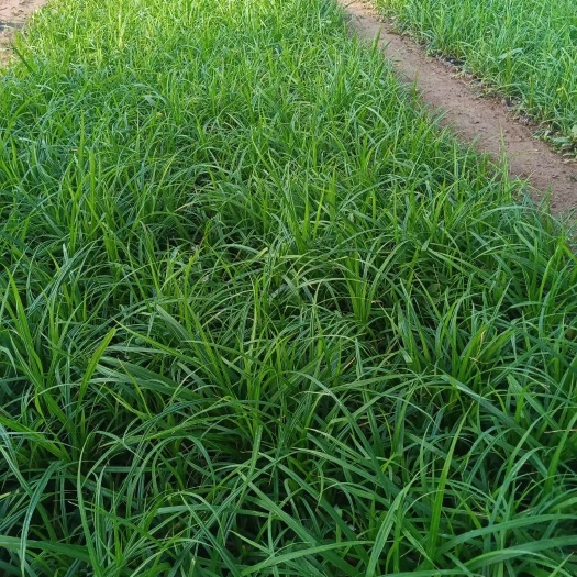 青州市麦冬草  细叶麦冬  基地直供  优质货源  大量有货